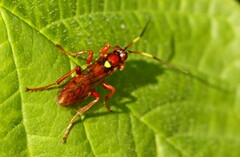 Eutanyacra vilissima