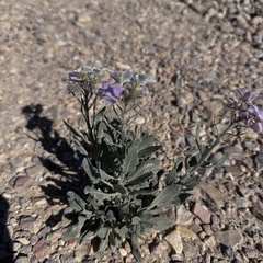 Nerisyrenia camporum