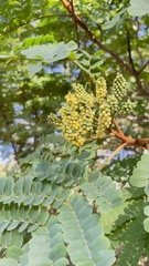 Libidibia ferrea leiostachya