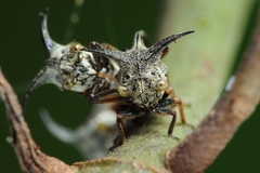 Telingana formosanus