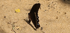 Papilio nireus lyaeus