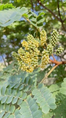 Libidibia ferrea leiostachya