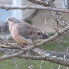 Zenaida macroura carolinensis