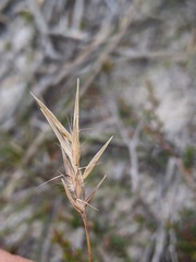 Rytidosperma tenuius