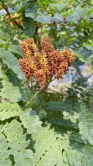 Libidibia ferrea leiostachya