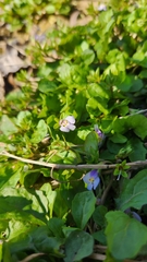 Mazus pumilus