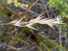 Rytidosperma tenuius
