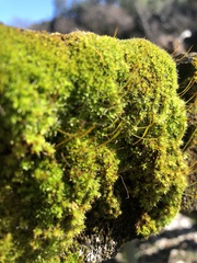 Syntrichia laevipila