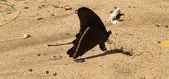 Papilio nireus lyaeus