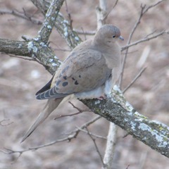 Zenaida macroura carolinensis