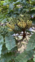 Libidibia ferrea leiostachya