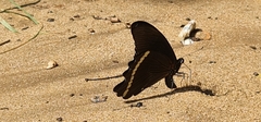 Papilio nireus lyaeus