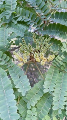 Libidibia ferrea leiostachya