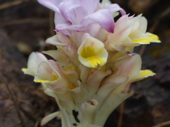 Curcuma inodora