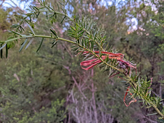 Acacia verticillata verticillata