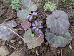 Veronica regina-nivalis