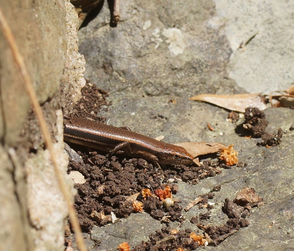 Bunya Sunskink