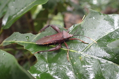 Pseudomictis obtusispinus