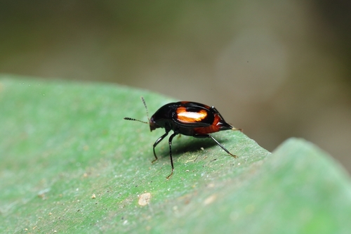 Scaphidium sinuatum · iNaturalist