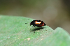 Scaphidiinae