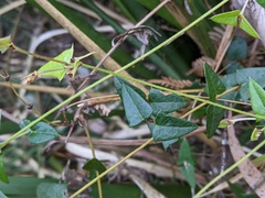 Platylobium triangulare