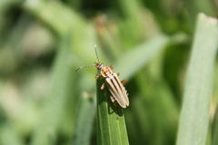 Chauliognathus scriptus