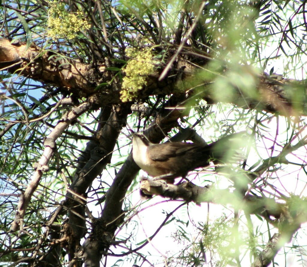 australo-papuan-babblers-from-inglewood-qld-4387-australia-on