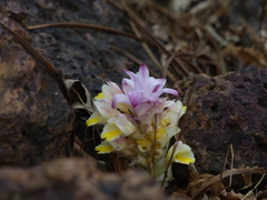 Curcuma inodora