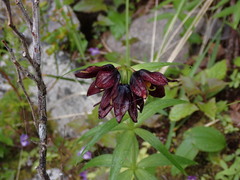 Fritillaria camschatcensis