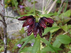 Fritillaria camschatcensis