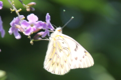 Tatochila
