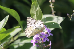 Tatochila