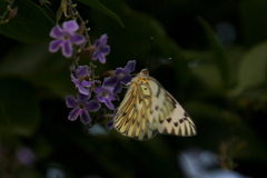 Tatochila