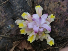 Curcuma inodora