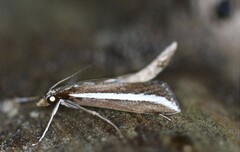 Carectocultus perstrialis