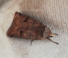 Cerastis faceta