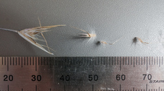 Rytidosperma tenuius