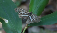 Catuna angustatum