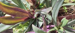 Tradescantia spathacea