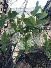 Oemleria cerasiformis