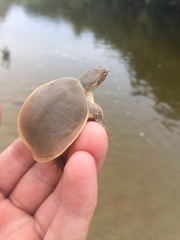 Apalone spinifera guadalupensis