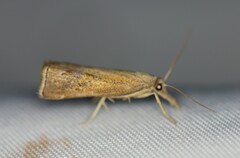 Neodactria luteolellus