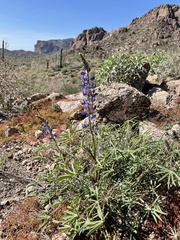Lupinus sparsiflorus