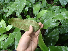 Diplazium donianum