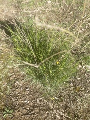 Gutierrezia californica