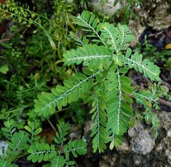 Phyllanthus