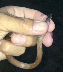 Tantilla melanocephala