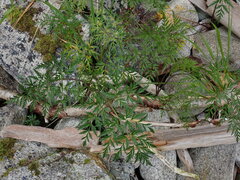Conioselinum gmelinii