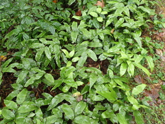 Diplazium donianum