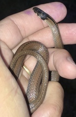 Tantilla melanocephala